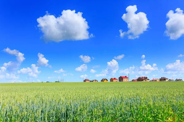 Grüner Weizen Auf Dem Feld Bau Von Wohnhäusern Dorf Blauer — Stockfoto