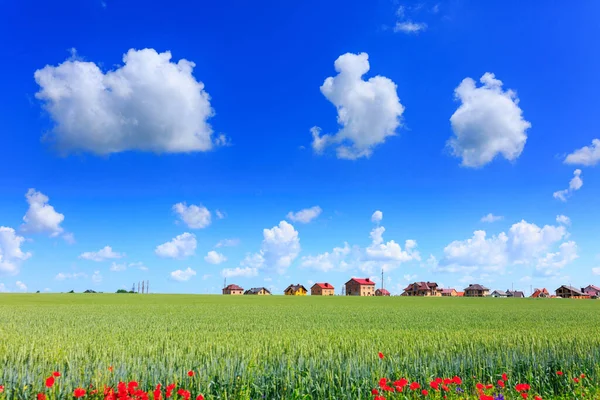 Green Wheat Poppy Field Construction Residential Cottages Village Blue Sky — Stock Photo, Image