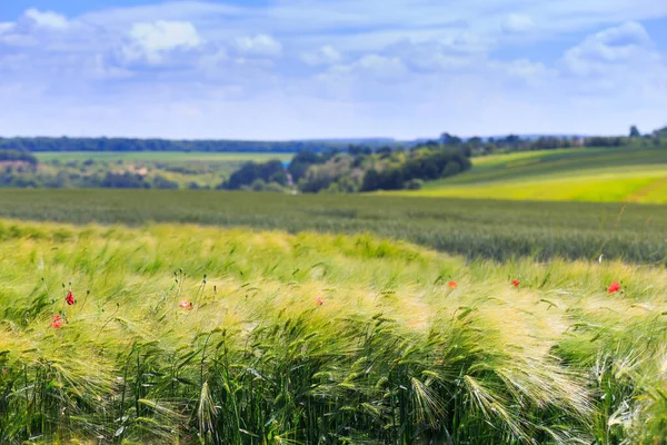 Green Fields Wheat Rye Soy Corn Blue Sky Cumulus Clouds — Stock Photo, Image