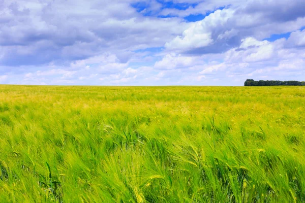 Grüne Roggenfelder Blauer Himmel Mit Kumuluswolken Magische Sommerlandschaft Konzeptthema Landwirtschaft — Stockfoto