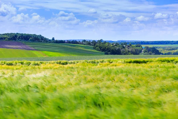 Grüne Felder Mit Weizen Roggen Soja Und Mais Blauer Himmel — Stockfoto