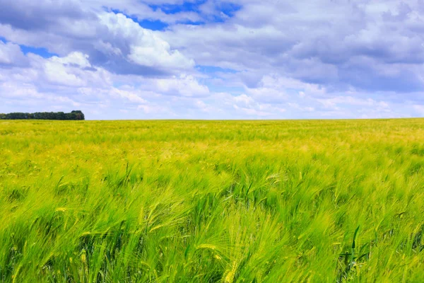 Gröna Rågfält Blå Himmel Med Cumulusmoln Magiskt Sommarlandskap Begreppstema Jordbruk — Stockfoto