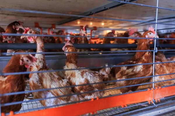 Factory chicken egg production. Red chickens are seated in special cages. Linear perspective. Agribusiness company. Concept theme: agribusiness, production of food.
