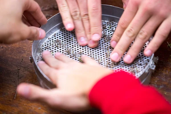 Volunteers help scientists to biologists. They are manually sift using multi-caliber sieves the herb thyme seeds.