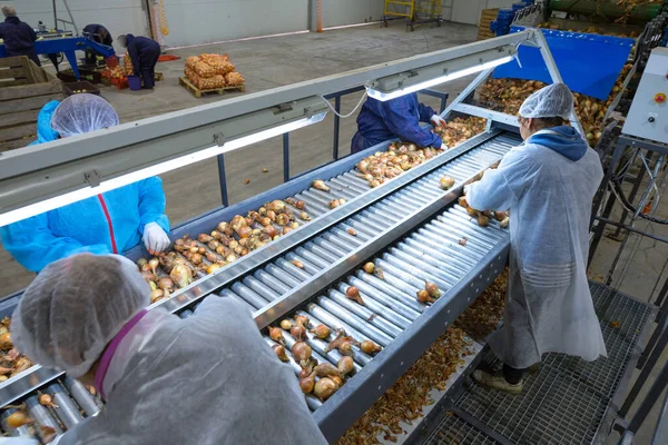 Funcionários Pessoa Irreconhecível Que Classificam Lâmpadas Cebola Linha Triagem Transportador — Fotografia de Stock