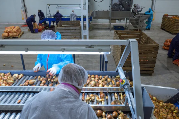 Medewerkers Onherkenbaar Persoon Die Uienbollen Transportband Sorteren Productiefaciliteiten Voor Indeling — Stockfoto