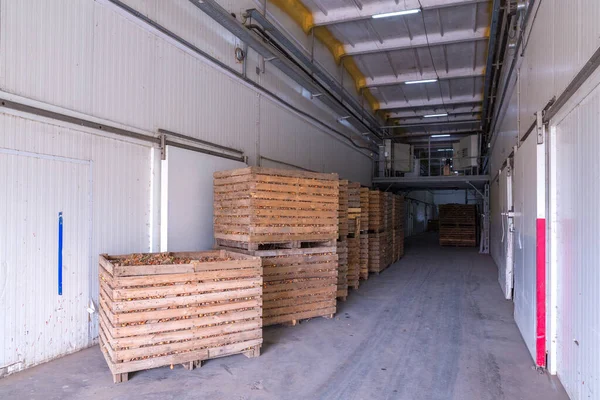 Zwiebelspeicher Getreidelager Kühle Lagerung Gestapelte Holzkisten Mit Zwiebelzwiebeln — Stockfoto