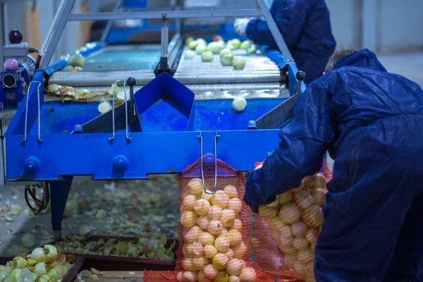 Sıralanmış soğan soğanlarını sıralama hattında bir ağ torbasına koyan çalışanın elleri. Büyük tarım şirketlerinin ürünlerinin not verme, paketleme ve depolama tesisleri.