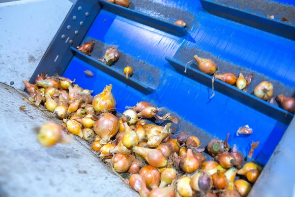 The onions bulbs in the sorting line. Production facilities for grading, packing and storage of crops of large agricultural companies.