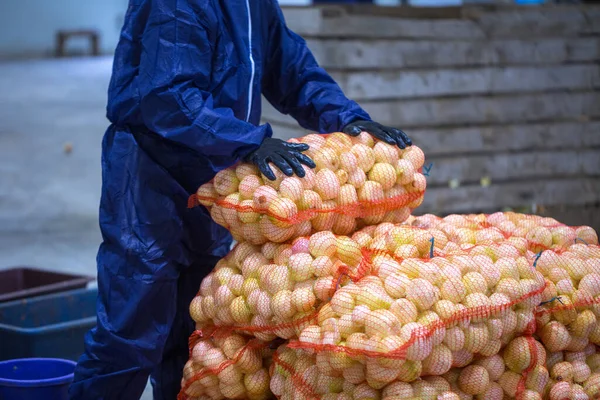 Handen Van Medewerker Die Gesorteerde Gepelde Uien Een Maaszak Sorteerlijn — Stockfoto