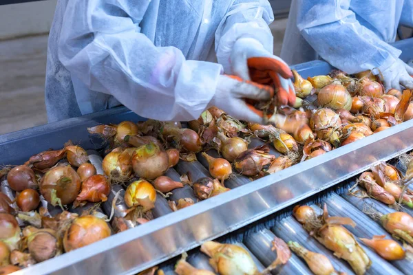 Hands Employee Who Sort Onions Bulbs Sorting Line Production Facilities — Stock Photo, Image