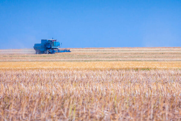 The hot air flows as mirages over the hot field. The machine for harvesting grain crops - combine harvester in action on rye field at sunny summer day.  Agricultural machinery theme.