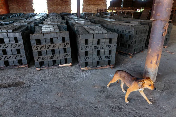 Production of clay bricks at a brick factory. Molded bricks stacked on pallets are dried before being sent to the kiln for firing. Red dog that lives at the plant.