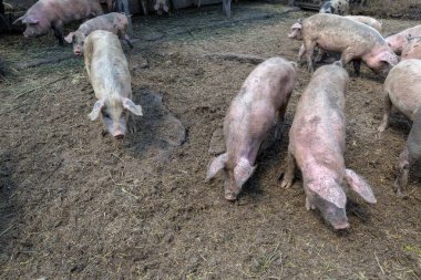 Domuz çiftliğinde otlayan pis domuzlar ve domuzlar. Doğal organik domuz yetiştiriciliği. Çiftçilik. Üreme.