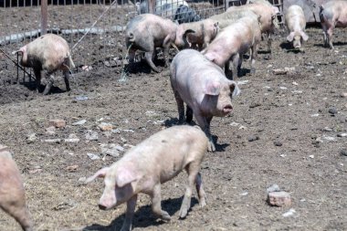 Domuz çiftliğinde otlayan pis domuzlar ve domuzlar. Doğal organik domuz yetiştiriciliği. Çiftçilik. Üreme. Domuzlar işer.