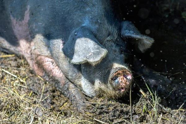 Dirty pigs grazing on a pig farm. Natural organic pig breeding. Farming. Stockbreeding. Snout in close up