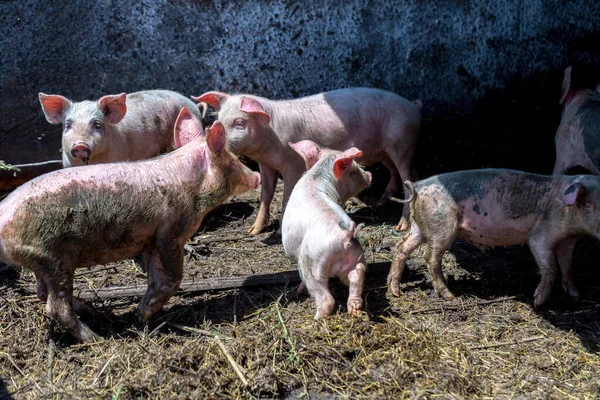 Leitões Sujos Pastar Numa Quinta Porcos Criação Natural Suínos Orgânicos — Fotografia de Stock