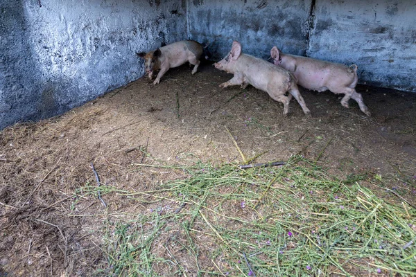 Schmutzige Ferkel Auf Der Weide Einer Schweinemastanlage Natürliche Biologische Schweinezucht — Stockfoto