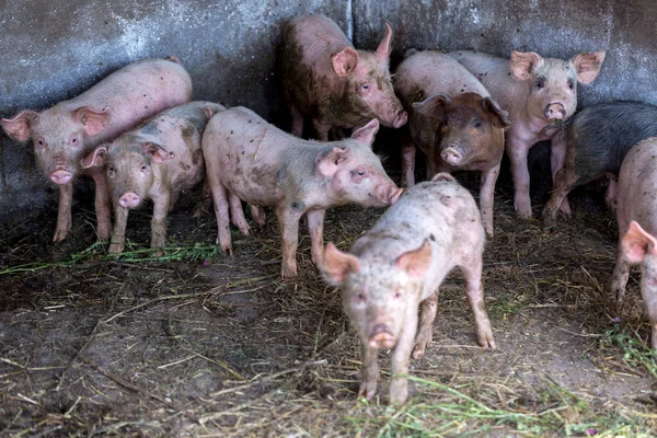 Leitões Sujos Pastar Numa Quinta Porcos Criação Natural Suínos Orgânicos — Fotografia de Stock