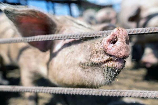 Dirty pigs grazing on a pig farm. Natural organic pig breeding. Farming. Stockbreeding. Snout in close up