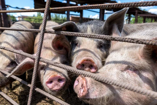 Dirty pigs grazing on a pig farm. Natural organic pig breeding. Farming. Stockbreeding. Snout in close up