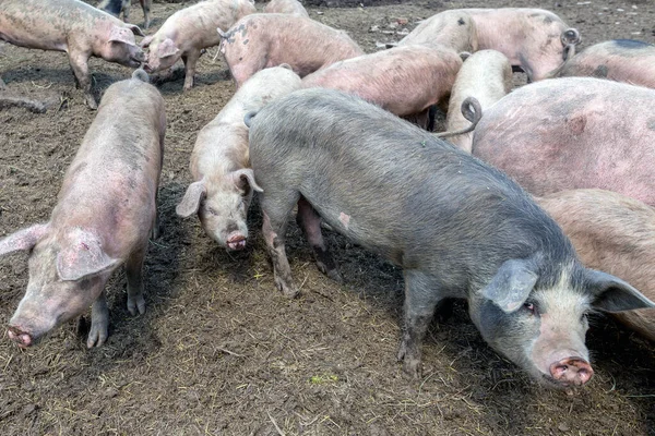 Dirty pigs and piglets grazing on a pig farm. Natural organic pig breeding. Farming. Stockbreeding.