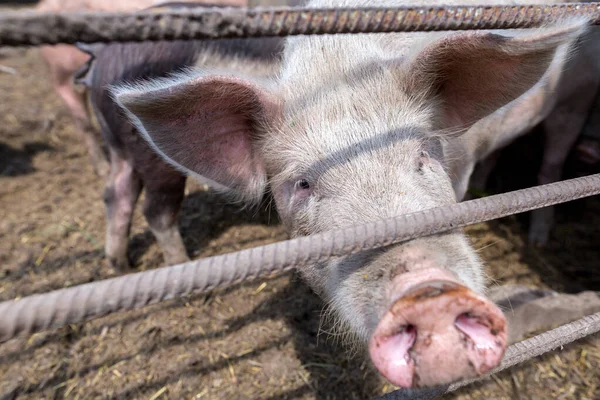 Dirty pigs grazing on a pig farm. Natural organic pig breeding. Farming. Stockbreeding. Snout in close up