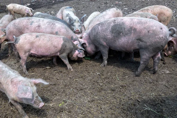 Dirty pigs and piglets grazing on a pig farm. Natural organic pig breeding. Farming. Stockbreeding.