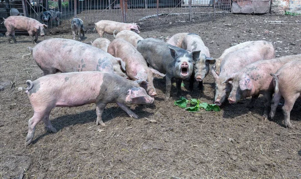 Schmutzige Schweine Und Ferkel Grasen Auf Einem Schweinemastbetrieb Natürliche Biologische — Stockfoto