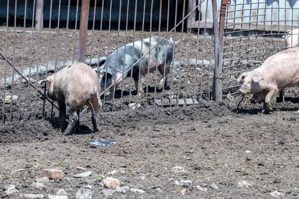 Dirty pigs and piglets grazing on a pig farm. Natural organic pig breeding. Farming. Stockbreeding. Pigs urinate
