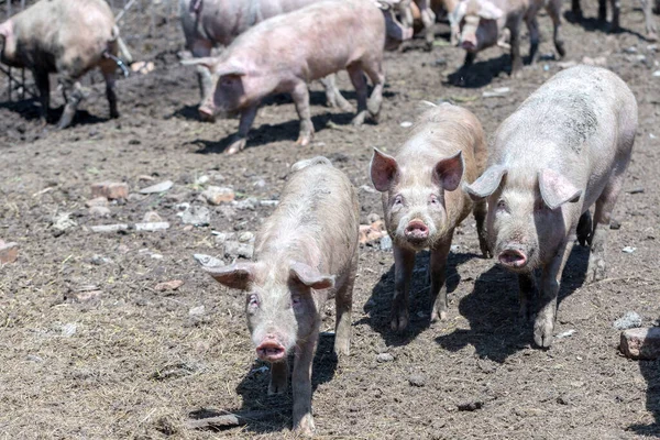 Dirty pigs and piglets grazing on a pig farm. Natural organic pig breeding. Farming. Stockbreeding.