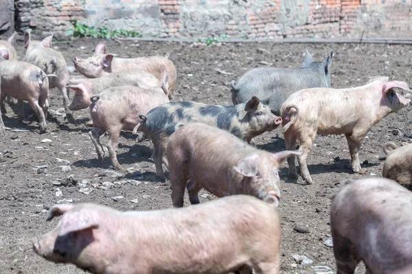 Брудні Свині Поросята Випасуються Свинофермі Природне Органічне Свинарство Сільське Господарство — стокове фото