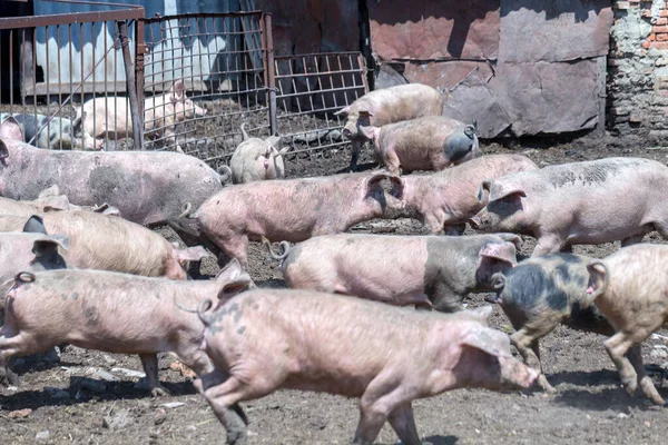 Porcos Sujos Leitões Pastando Uma Fazenda Suínos Criação Natural Suínos — Fotografia de Stock