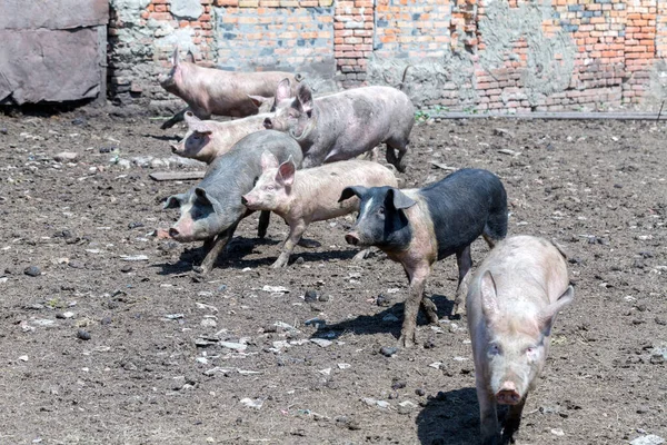 Porcos Sujos Leitões Pastando Uma Fazenda Suínos Criação Natural Suínos — Fotografia de Stock