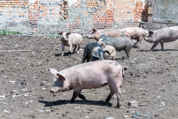 Dirty pigs and piglets grazing on a pig farm. Natural organic pig breeding. Farming. Stockbreeding.