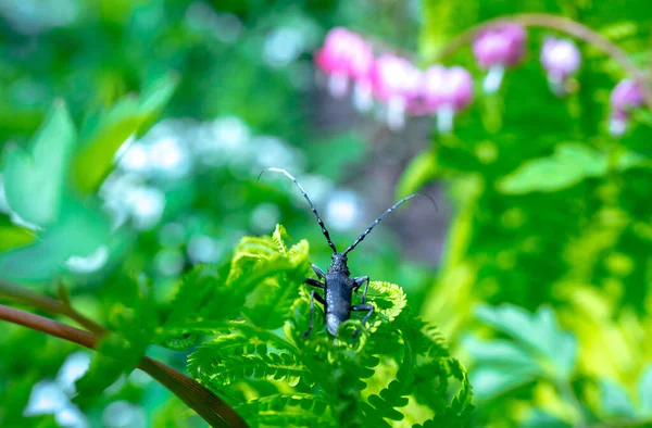 Cerambyx Cerdo Comúnmente Conocido Como Gran Escarabajo Capricornio Una Especie — Foto de Stock