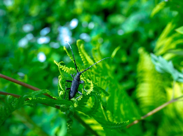 Cerambyx Cerdo Uma Espécie Insetos Coleópteros Polífagos Pertencente Família Cerambycidae — Fotografia de Stock