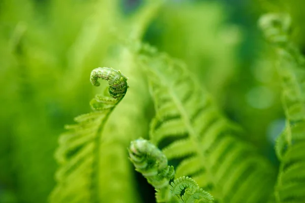 Bright Green Young Shoots Ferns Shallow Dof — Stock Photo, Image