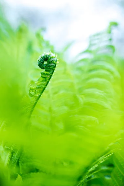 Leuchtend Grüne Junge Triebe Von Farnen Flachem Dof — Stockfoto