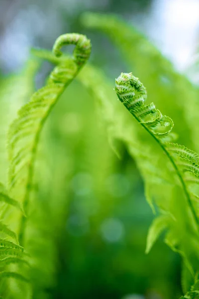 Giovani Germogli Felci Verde Brillante Dof Poco Profondo — Foto Stock