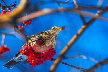 Fieldfare (Turdus pilaris) veya ardıç kuşu - kışın kırmızı böğürtlen ile beslenir - Kyiv, Ukrayna
