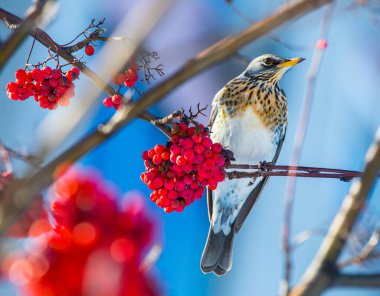 Fieldfare (Turdus pilaris) veya ardıç kuşu - kışın kırmızı böğürtlen ile beslenir - Kyiv, Ukrayna