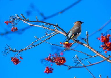 Bohemian Waxwing (Bombycilla garrulus) - Kyiv, Ukrayna 'da kışın kırmızı böğürtlenle beslenir
