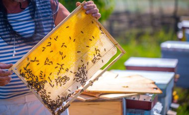 Bal arıları kovandan bir arı yetiştiricisi tarafından kontrol edilmek üzere çıkarıldı. Arıcı, balmumundan yapılmış altıgen prizmatik hücrelerden oluşan bir bal peteği çerçevesi tutuyor..