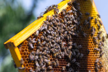 Bal arıları kovandan bir arı yetiştiricisi tarafından kontrol edilmek üzere çıkarıldı. Yuvanın iç yapısı, balmumundan yapılmış altıgen prizmatik hücrelerden oluşan yoğun bir gruptur..