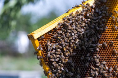 Bal arıları kovandan bir arı yetiştiricisi tarafından kontrol edilmek üzere çıkarıldı. Yuvanın iç yapısı, balmumundan yapılmış altıgen prizmatik hücrelerden oluşan yoğun bir gruptur..