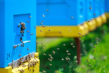 Kovandaki bal arıları. Sarı ve mavi arı kovanları. Kavramsal tema gıda üretimi ve tarım üretimi..
