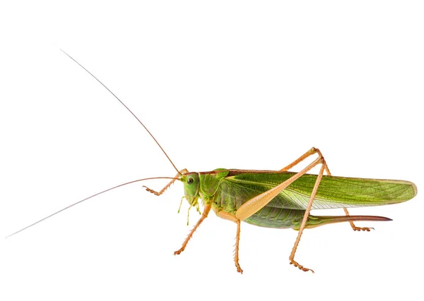 Female Locust Ovipositor Locust Grasshopper Isolated White Background Shot Macro — Stock Photo, Image