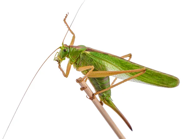 Langosta Hembra Con Ovipositor Langosta Saltamontes Aislados Sobre Fondo Blanco — Foto de Stock