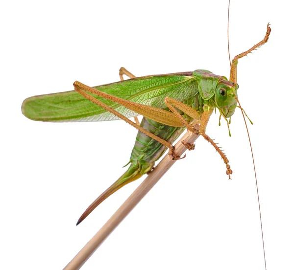 Langosta Hembra Con Ovipositor Langosta Saltamontes Aislados Sobre Fondo Blanco — Foto de Stock